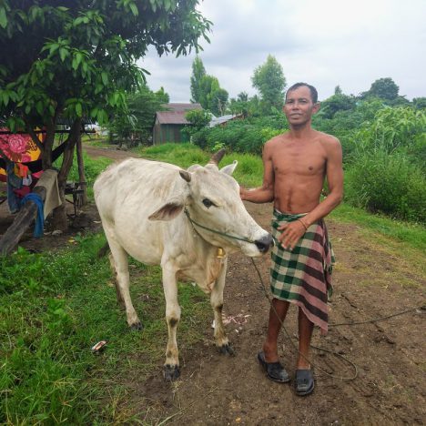 ការចិញ្ចឹមគោ  ភាគទី៤ Training on cattle breeding in Cambodia Vol  4