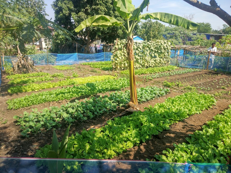 vegetable growing