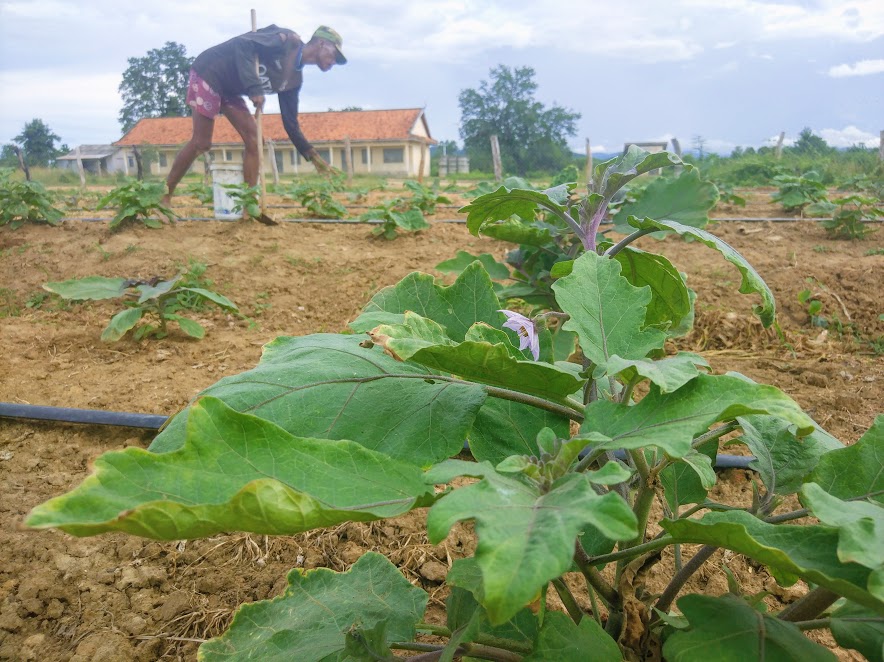 Construction of model farm at Rokabus Village