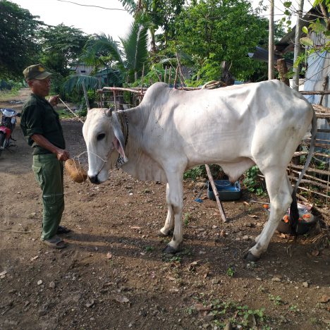 មេរៀនបច្ចេកទេសចិញ្ចឹមពូជមាន់ខ្មែរ Manuals of chicken breeding