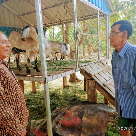 មេរៀនការចិញ្ចឹមគោ Manuals of Cow breeding