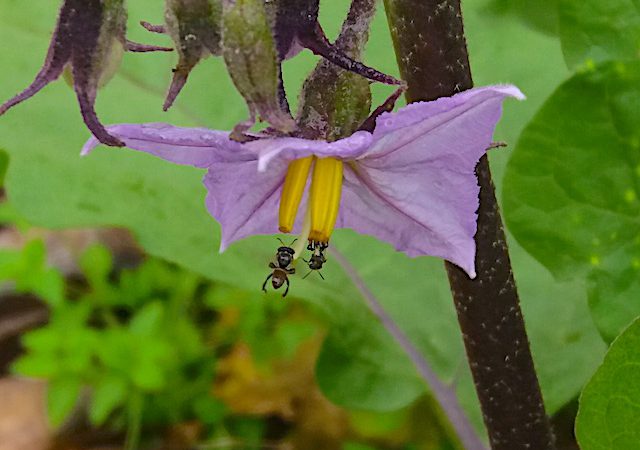 stinglessbees